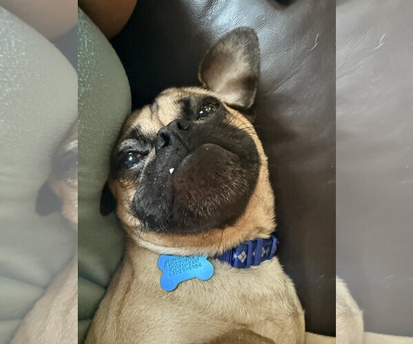 Medium Photo #3 Mutt Puppy For Sale in Plainfield, IL, USA