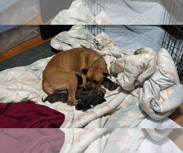 Medium Photo #22 Boxer Puppy For Sale in Burnsville, MN, USA