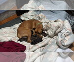 Small #21 Boxer