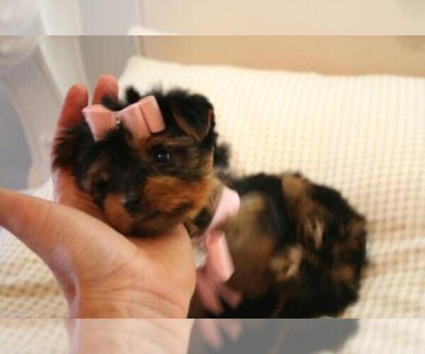 Medium Photo #9 Yorkshire Terrier Puppy For Sale in NAPLES, FL, USA