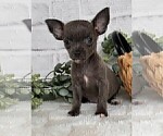 Small #15 Chihuahua