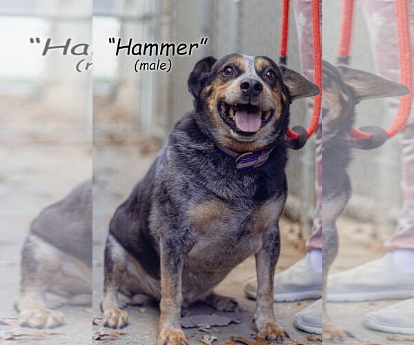 Medium Photo #1 Beagle-Unknown Mix Puppy For Sale in Frenchburg, KY, USA