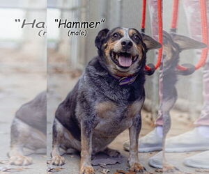 Beagle-Unknown Mix Dogs for adoption in Frenchburg, KY, USA