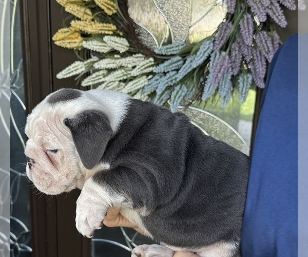 Medium Photo #1 Bulldog Puppy For Sale in LEHIGH ACRES, FL, USA
