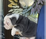 Puppy Han Solo Bulldog
