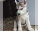 Small Photo #6 Siberian Husky Puppy For Sale in BLOOMFIELD, KY, USA