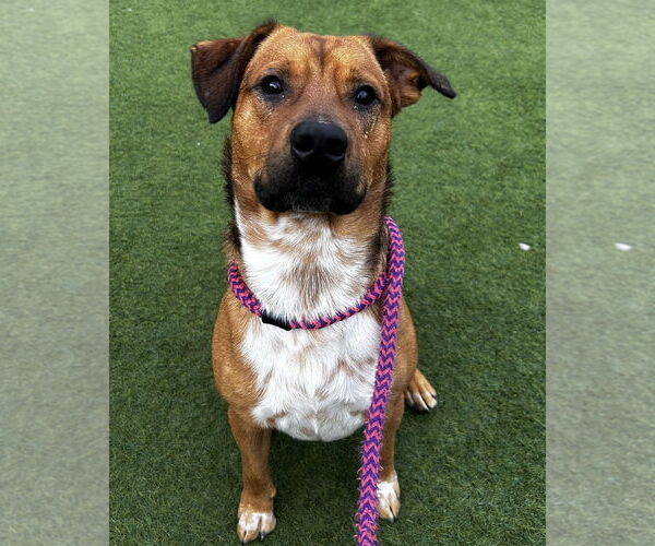 Medium Photo #3 Boxer Puppy For Sale in Salinas, CA, USA