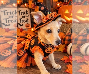 Nellie - Female Chihuahua-Unknown Mix Dog for Adoption - Photo #2