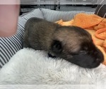 Small Photo #160 Belgian Malinois Puppy For Sale in REESEVILLE, WI, USA