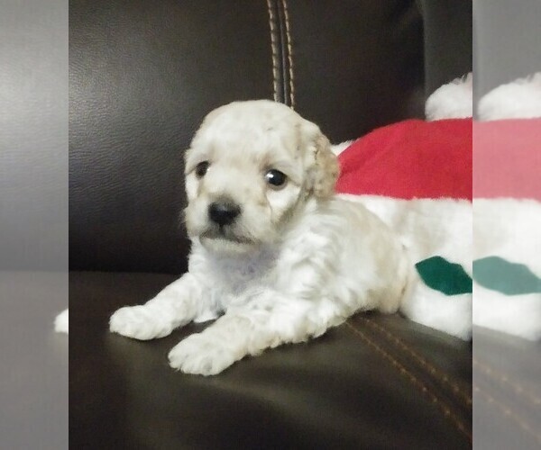 Medium Photo #4 Goldendoodle-Poodle (Miniature) Mix Puppy For Sale in NORTH LIBERTY, IN, USA