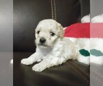 Small Photo #4 Goldendoodle-Poodle (Miniature) Mix Puppy For Sale in NORTH LIBERTY, IN, USA