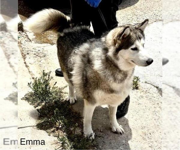 Medium Photo #3 Alaskan Malamute Puppy For Sale in Fallbrook, CA, USA
