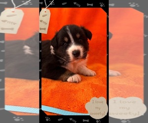 Australian Shepherd Puppy for Sale in EHRHARDT, South Carolina USA