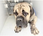 Small Bullmastiff