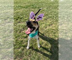 Small #20 Treeing Walker Coonhound Mix