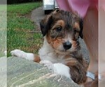Puppy Teddy Collie-Poodle (Miniature) Mix