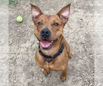 Small #8 American Staffordshire Terrier-Red Heeler Mix