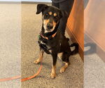 Small #11 Doberman Pinscher Mix
