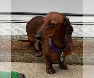 Hazel - Female Dachshund Dog for Adoption - Photo #2