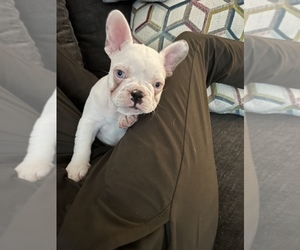 French Bulldog Puppy for sale in MIAMI, FL, USA