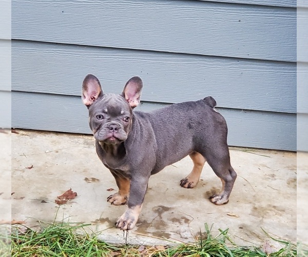 Full screen Photo #1 French Bulldog Puppy For Sale in MARYVILLE, TN, USA