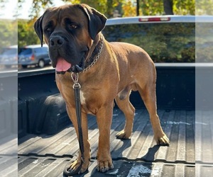 Father of the Boerboel puppies born on 04/01/2023