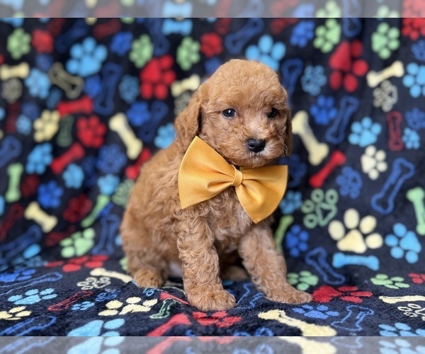 Medium Photo #2 Cavapoo (Miniature) Puppy For Sale in LAKELAND, FL, USA