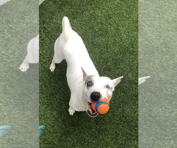 Medium Photo #19 Jack Russell Terrier-Unknown Mix Puppy For Sale in Pompano Beach , FL, USA