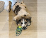 Small #2 Australian Shepherd Mix