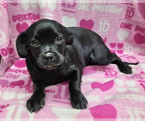 Pug-Unknown Mix Dogs for adoption in Lake Forest, CA, USA