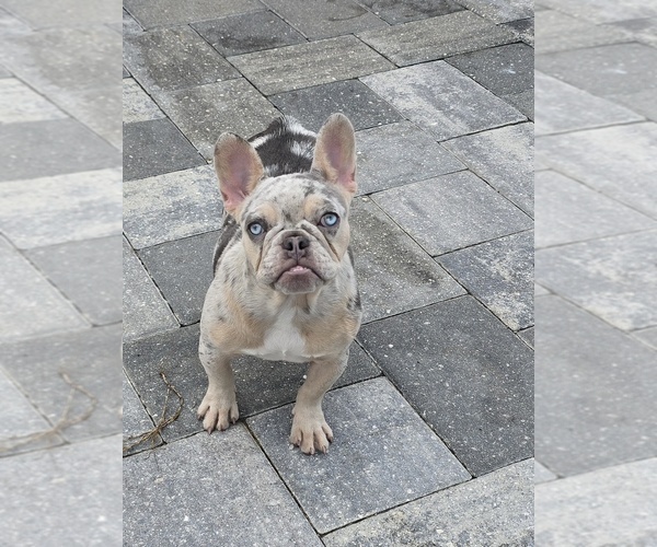 Medium Photo #1 French Bulldog Puppy For Sale in NORTH PORT, FL, USA