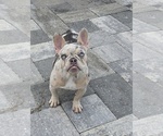 Small French Bulldog