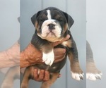 Small Photo #4 Bulldog Puppy For Sale in OLYMPIA, WA, USA