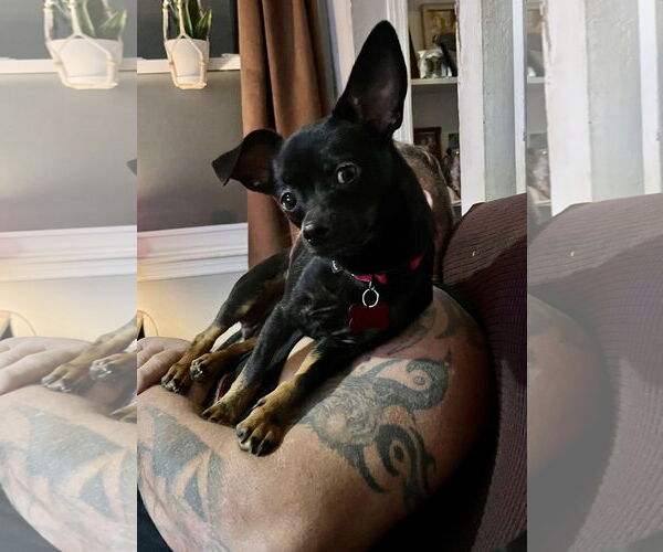 Medium Photo #7 Chihuahua-Unknown Mix Puppy For Sale in Mount Laurel, NJ, USA