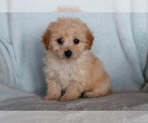 Bichpoo Puppy for sale in SHILOH, OH, USA