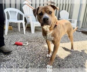 Mutt Dogs for adoption in Santa Rosa, CA, USA