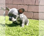 Small Photo #105 French Bulldog Puppy For Sale in CHICAGO, IL, USA