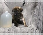 Small Photo #3 Great Dane Puppy For Sale in STURTEVANT, WI, USA