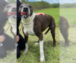 Small #4 American Staffordshire Terrier Mix