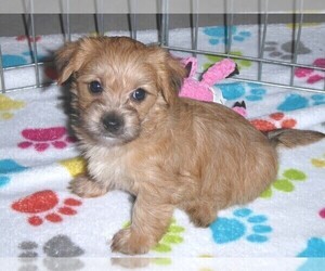 Morkie Puppy for sale in ORO VALLEY, AZ, USA