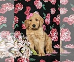 Small Photo #6 Golden Retriever Puppy For Sale in CHRISTIANA, PA, USA