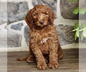 Goldendoodle Puppy for sale in RONKS, PA, USA