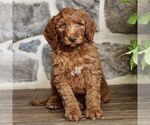 Image preview for Ad Listing. Nickname: Jarvis