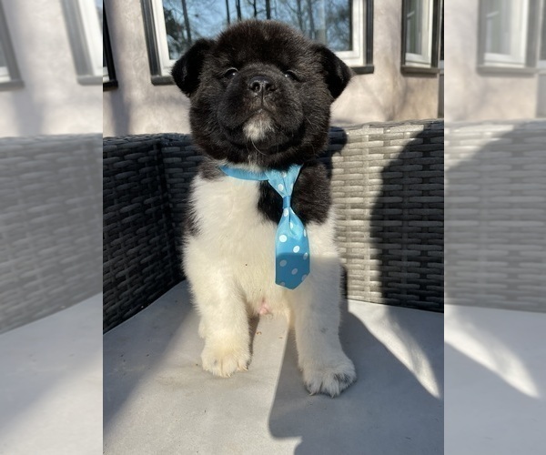 Medium Photo #9 Akita Puppy For Sale in MCDONOUGH, GA, USA