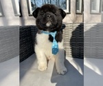 Small Photo #9 Akita Puppy For Sale in MCDONOUGH, GA, USA