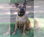 Small #6 Black Mouth Cur Mix