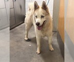 Small Siberian Husky Mix