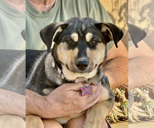 Medium Photo #4 Gerberian Shepsky Puppy For Sale in Corona, CA, USA