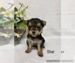 Image preview for Ad Listing. Nickname: Morkie