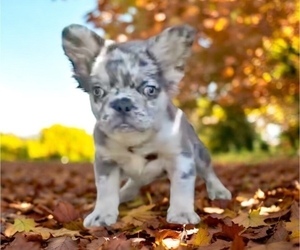 French Bulldog Puppy for sale in CHARLESTON, SC, USA